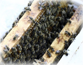 Včely ve včelím úle